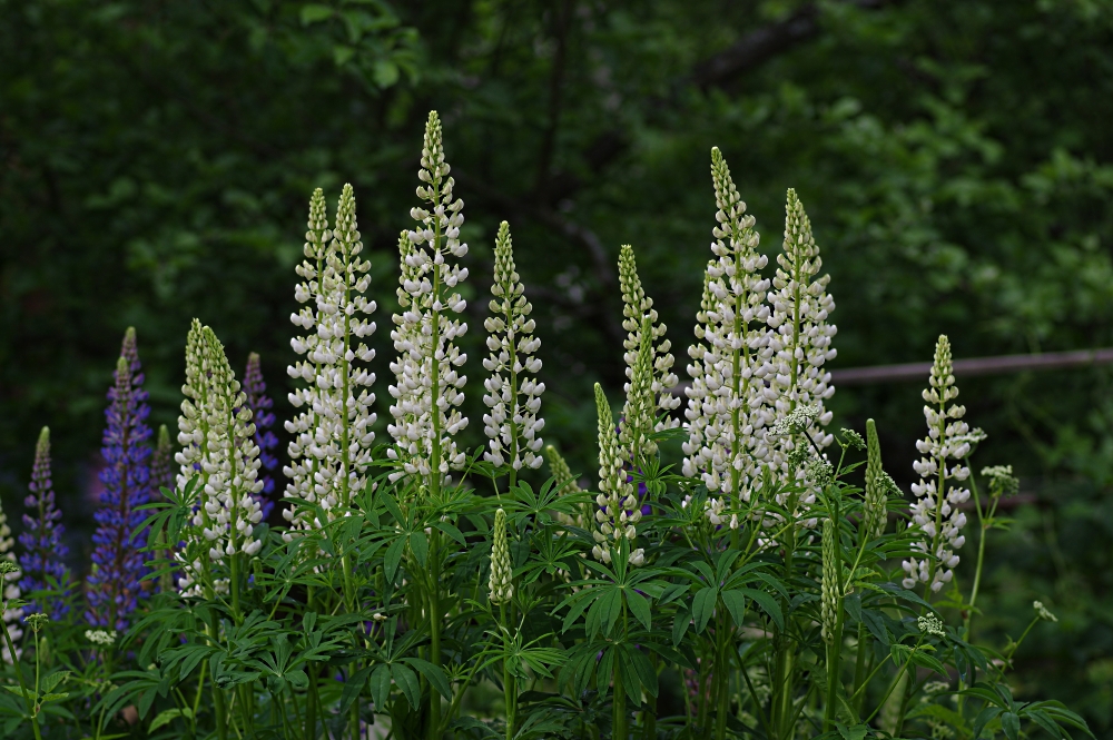 Image of Lupinus &times; regalis specimen.