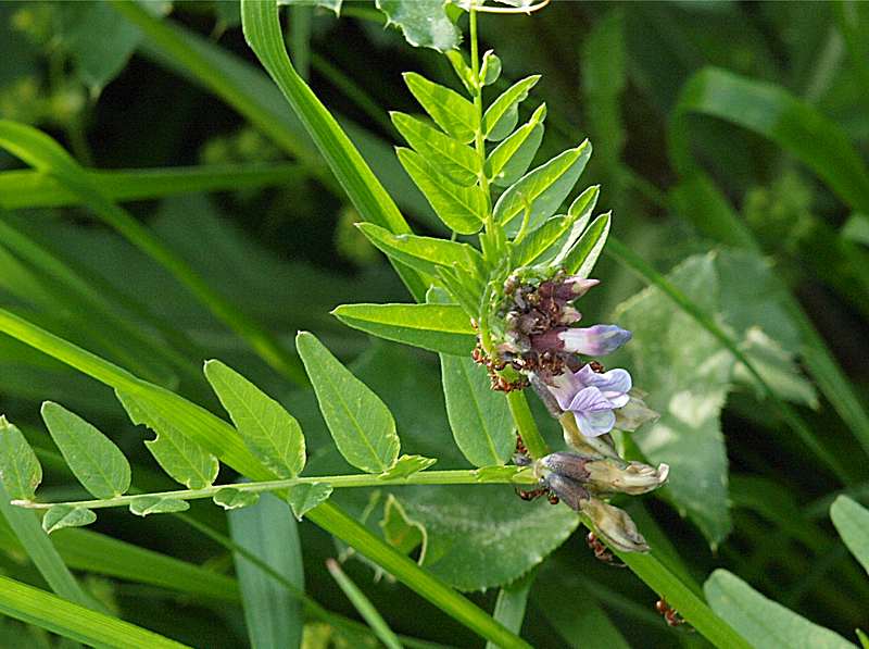 Изображение особи Vicia sepium.