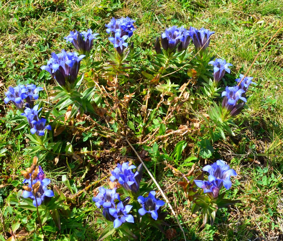 Изображение особи Gentiana septemfida.