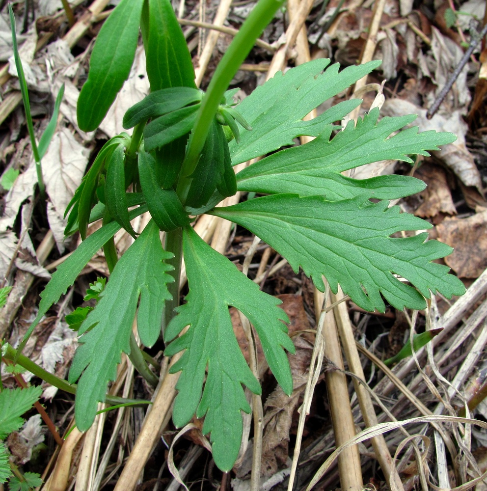 Image of Ranunculus cassubicus specimen.