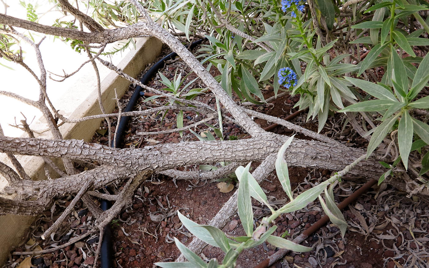 Image of Echium acanthocarpum specimen.