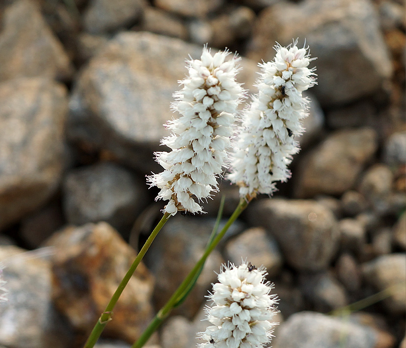 Image of Bistorta alopecuroides specimen.