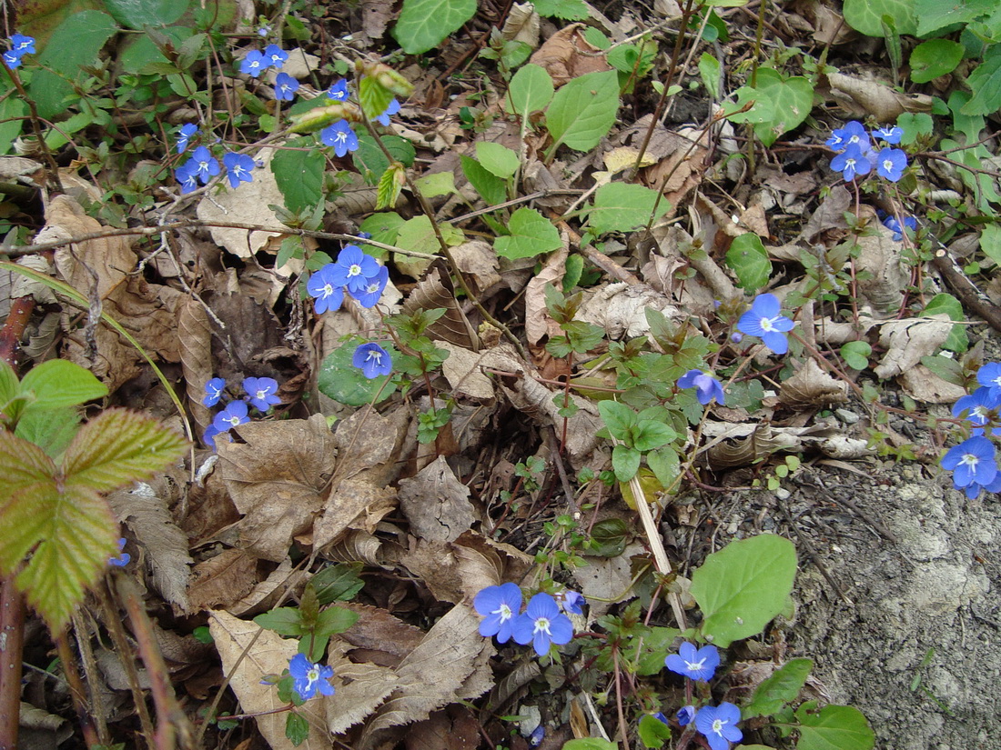 Image of Veronica umbrosa specimen.