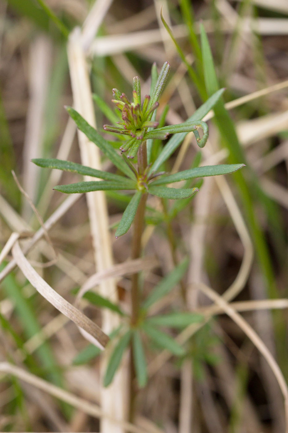 Изображение особи Galium verum.