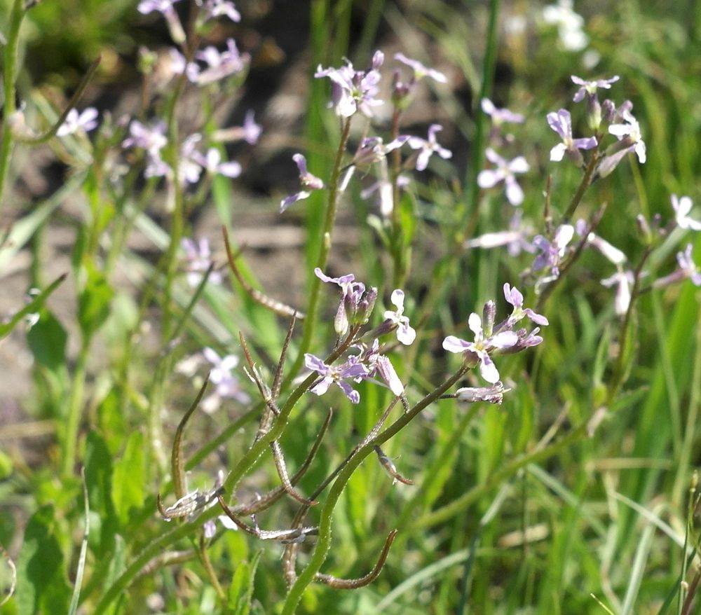 Image of Chorispora tenella specimen.