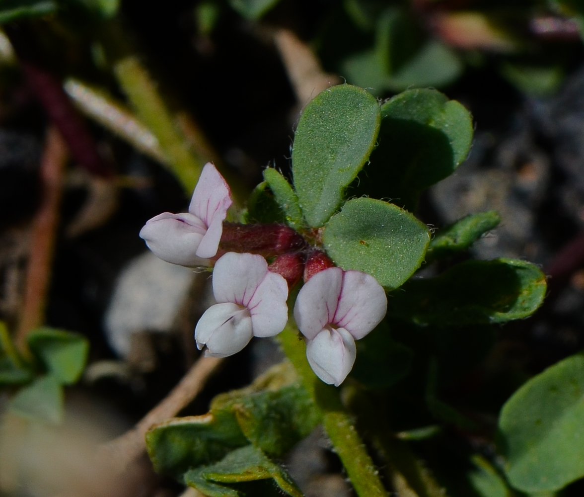 Image of Lotus glinoides specimen.