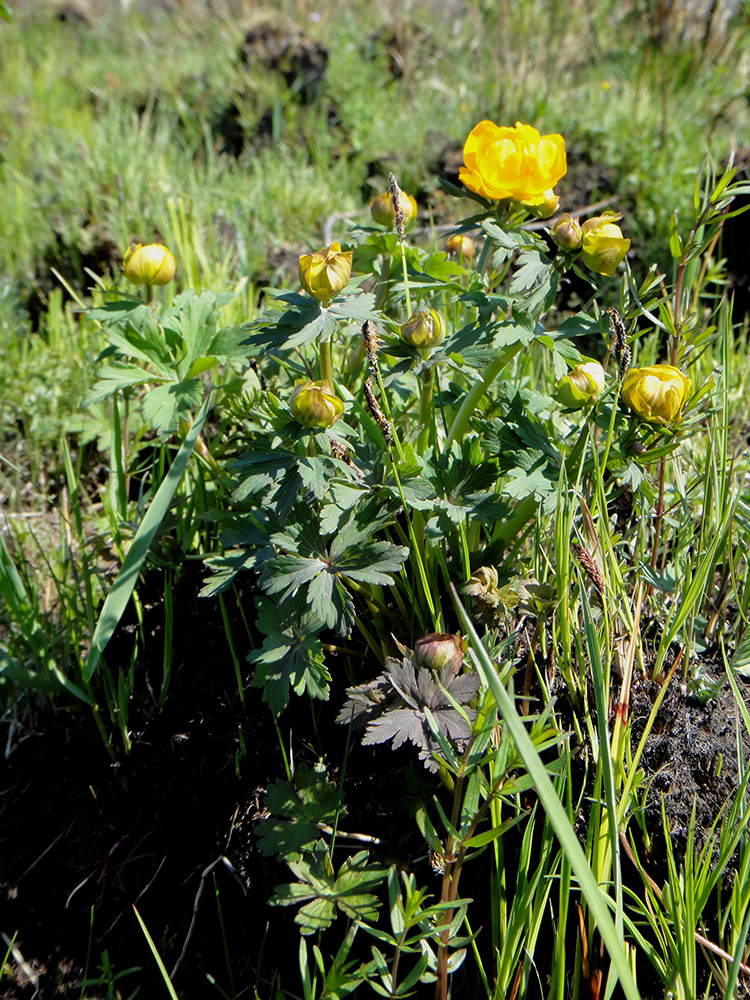 Изображение особи Trollius ircuticus.