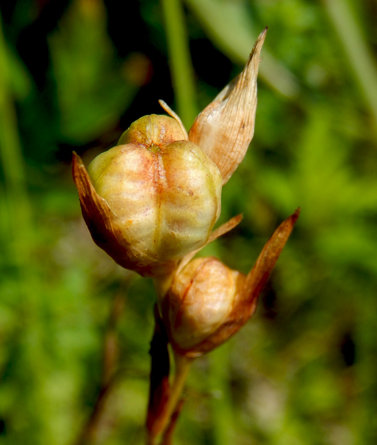 Image of Gladiolus tenuis specimen.