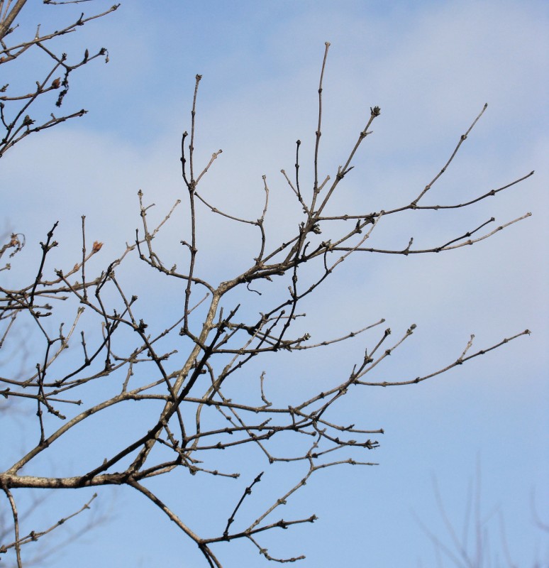 Image of Syringa persica specimen.