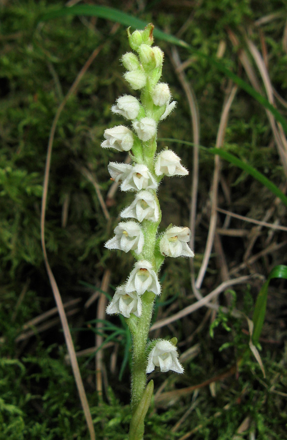 Изображение особи Goodyera repens.