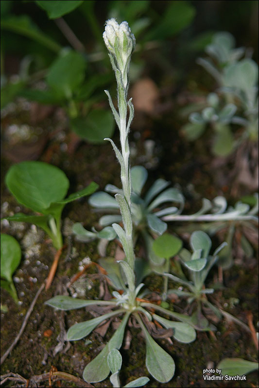 Image of Antennaria dioica specimen.