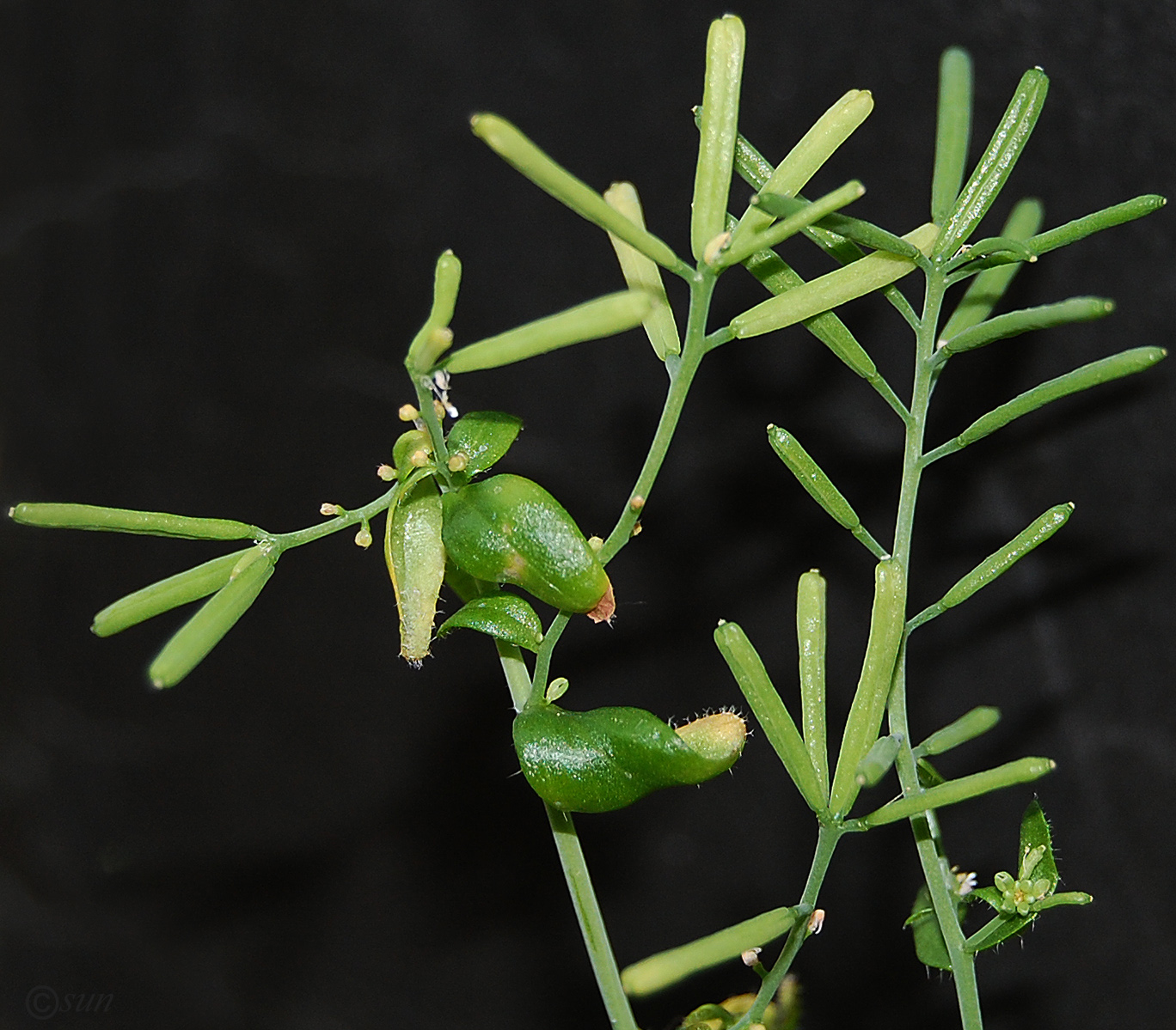 Image of Arabidopsis thaliana specimen.