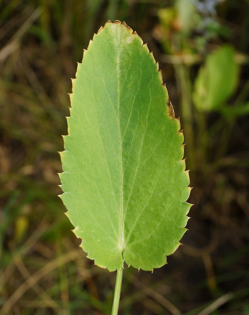 Image of Eryngium planum specimen.