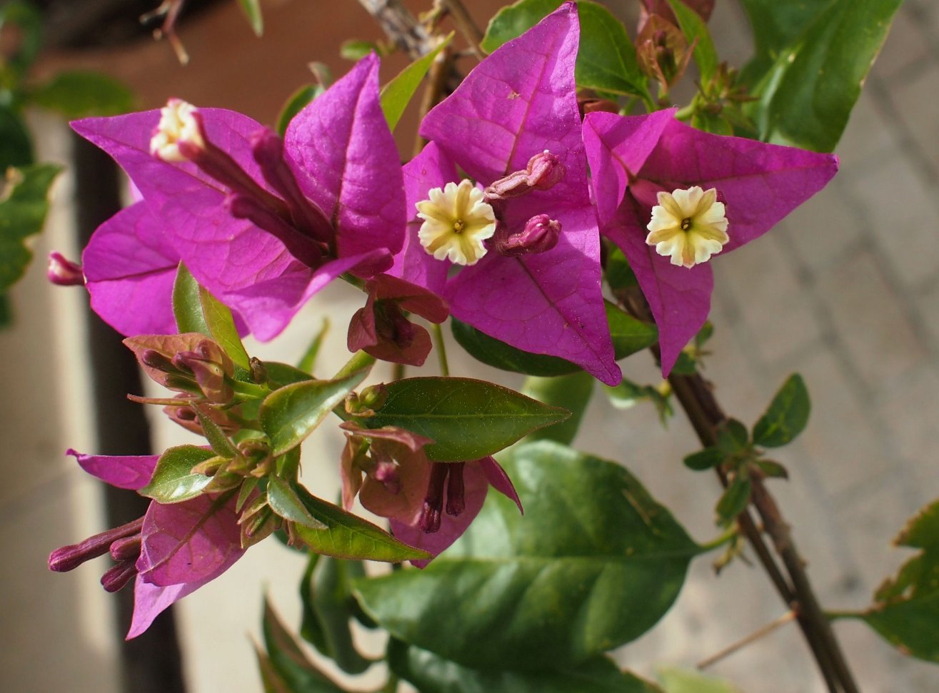 Image of genus Bougainvillea specimen.