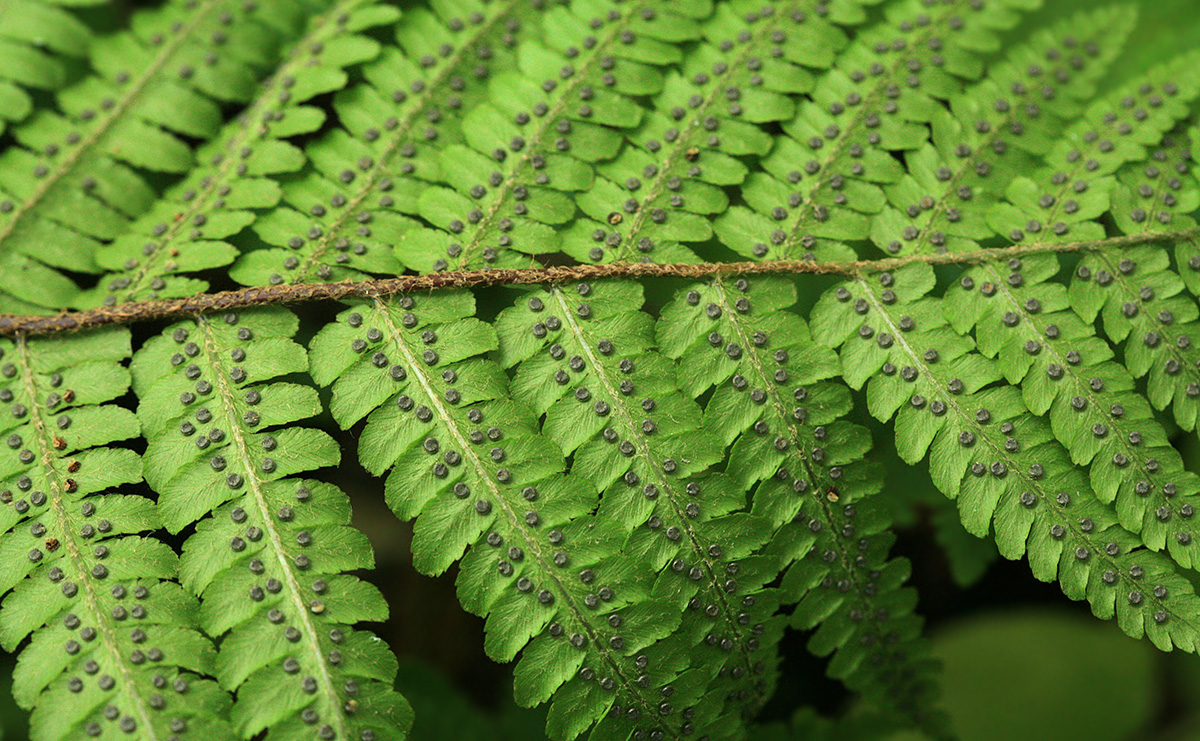 Изображение особи Dryopteris crassirhizoma.