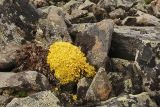 Смотреть изображение Vulpicida tilesii