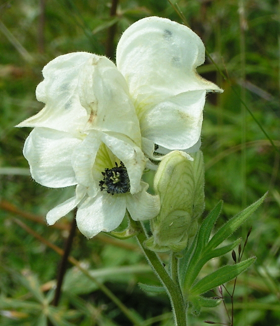 Image of Aconitum anthoroideum specimen.