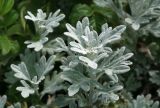 Artemisia stelleriana