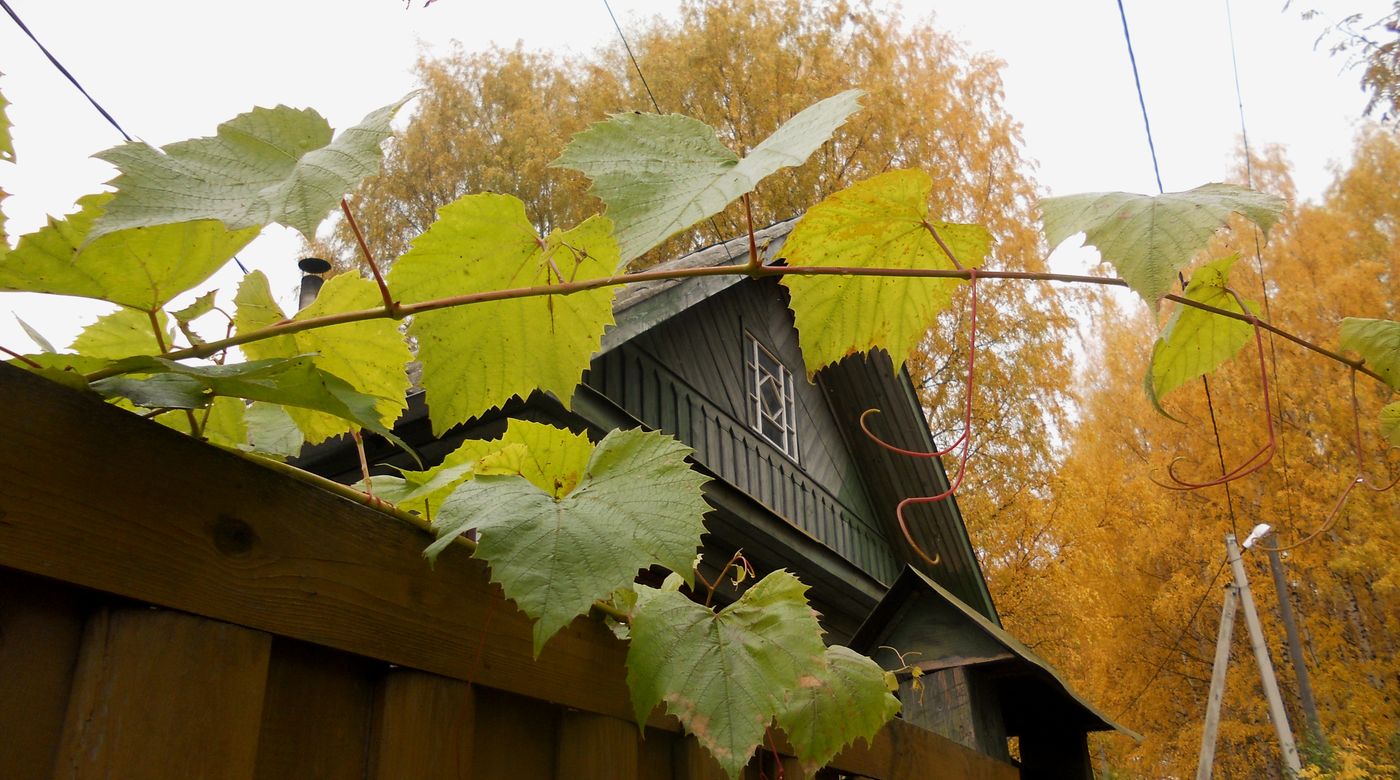 Image of genus Vitis specimen.