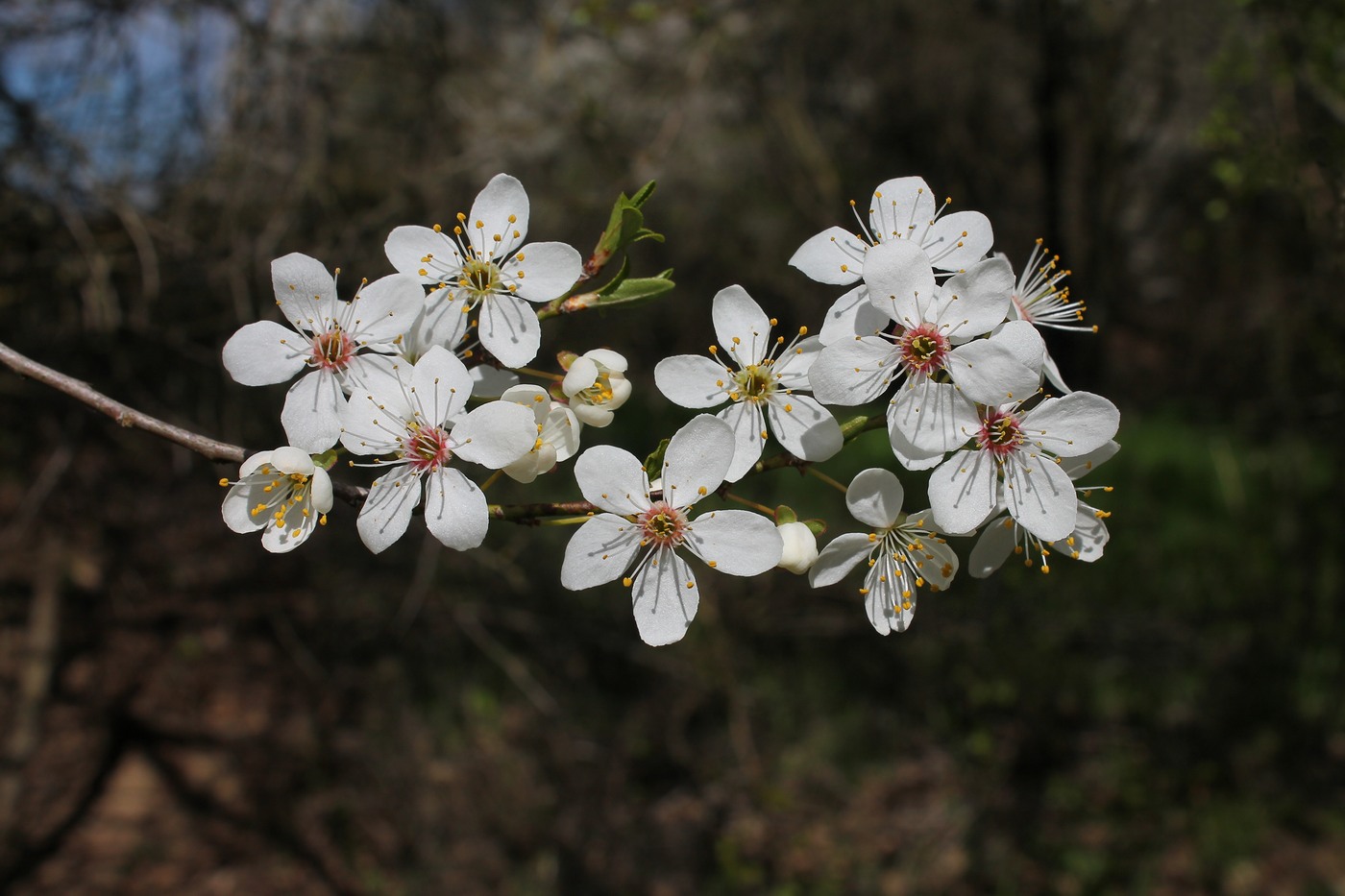 Image of Prunus cerasifera specimen.