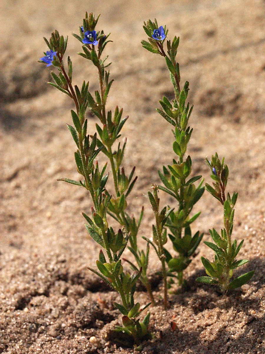 Image of Veronica dillenii specimen.