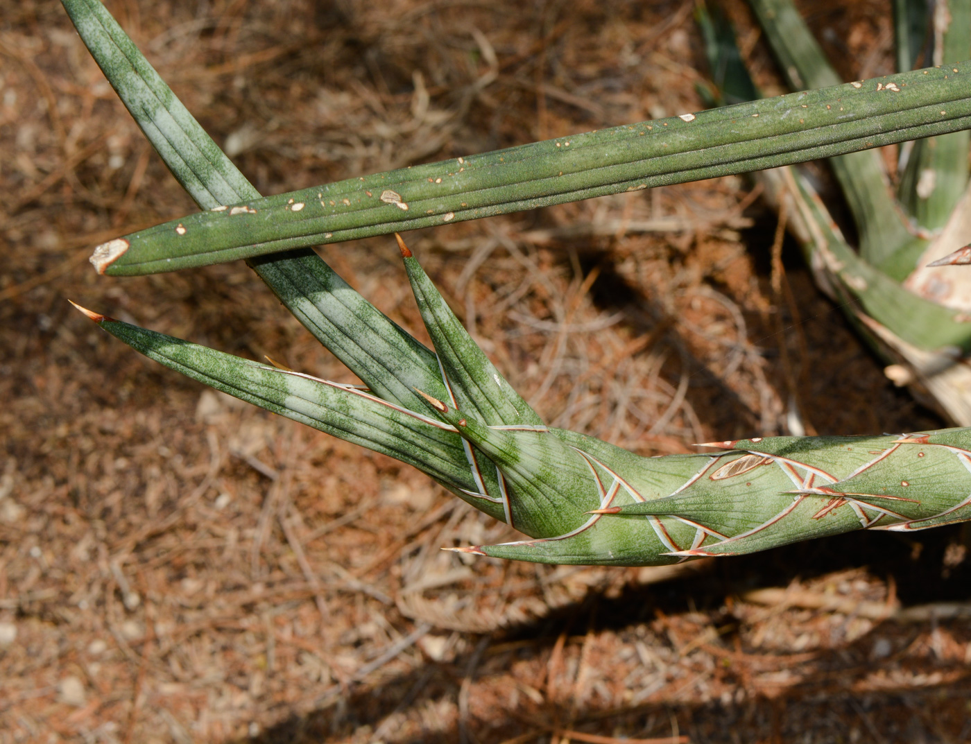 Image of Sansevieria cylindrica specimen.