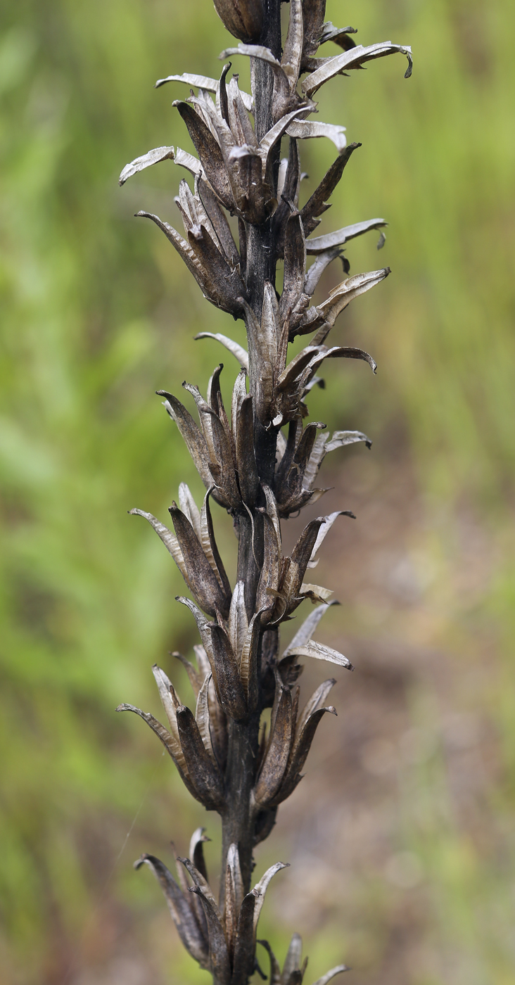 Image of Oenothera rubricaulis specimen.