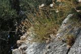 Dianthus xylorrhizus. Плодоносящее растение в расщелине скалы. Греция, о-в Крит, ном Ханья (Νομός Χανίων), дим Киссамос (Κίσσαμος), locus classicus. 20 июня 2017 г.