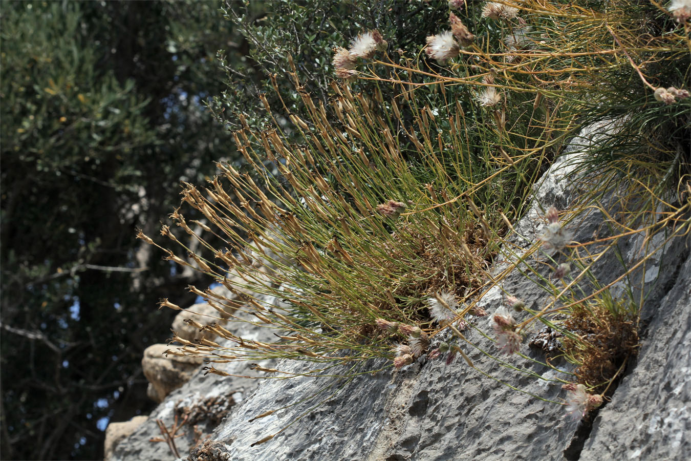 Image of Dianthus xylorrhizus specimen.