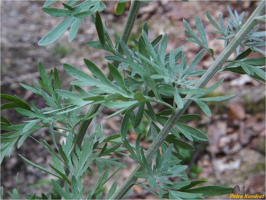 Image of Artemisia absinthium specimen.