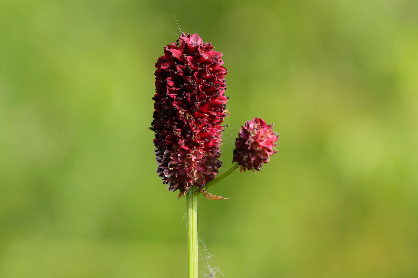 Image of Sanguisorba officinalis specimen.