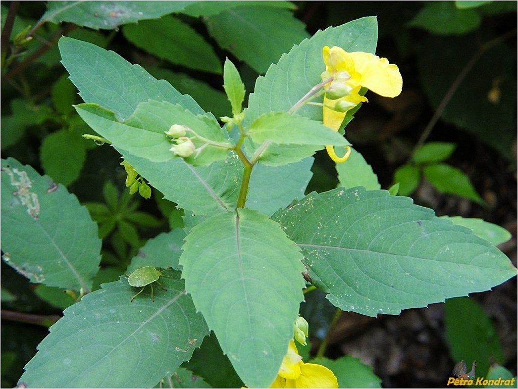 Изображение особи Impatiens noli-tangere.