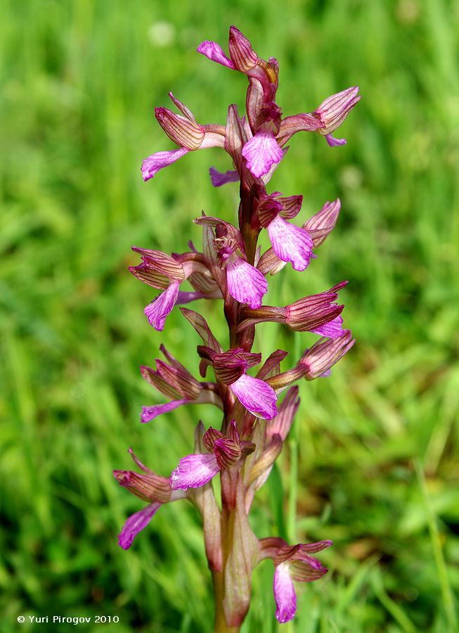 Image of Anacamptis papilionacea ssp. schirwanica specimen.