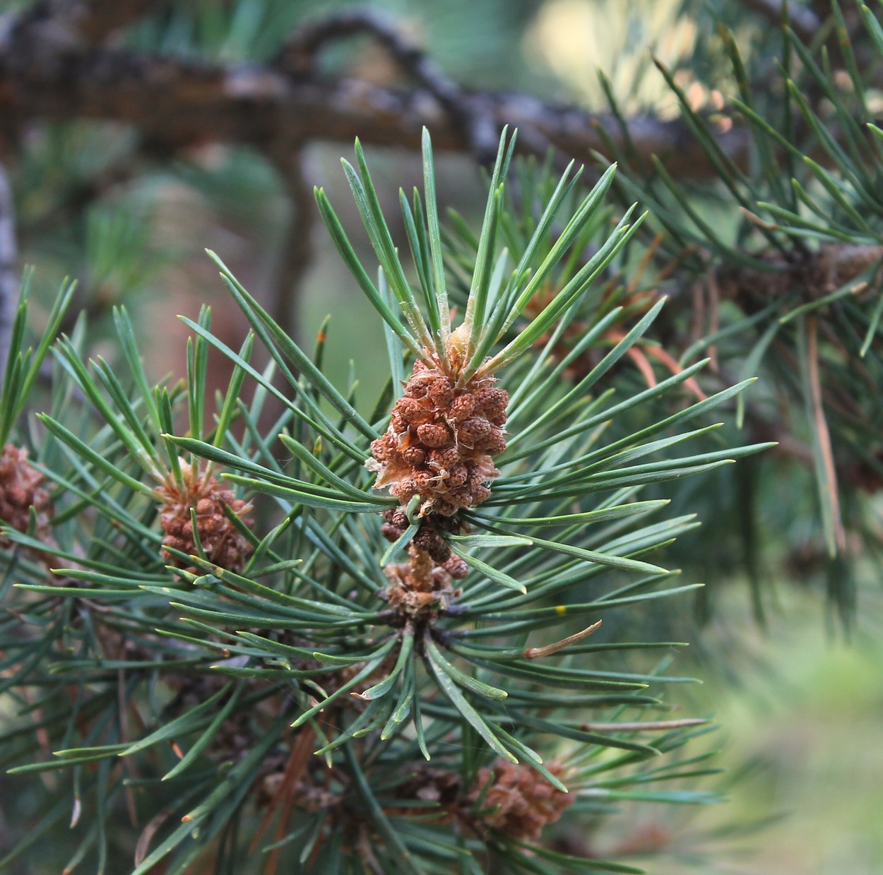 Image of Pinus sylvestris ssp. hamata specimen.