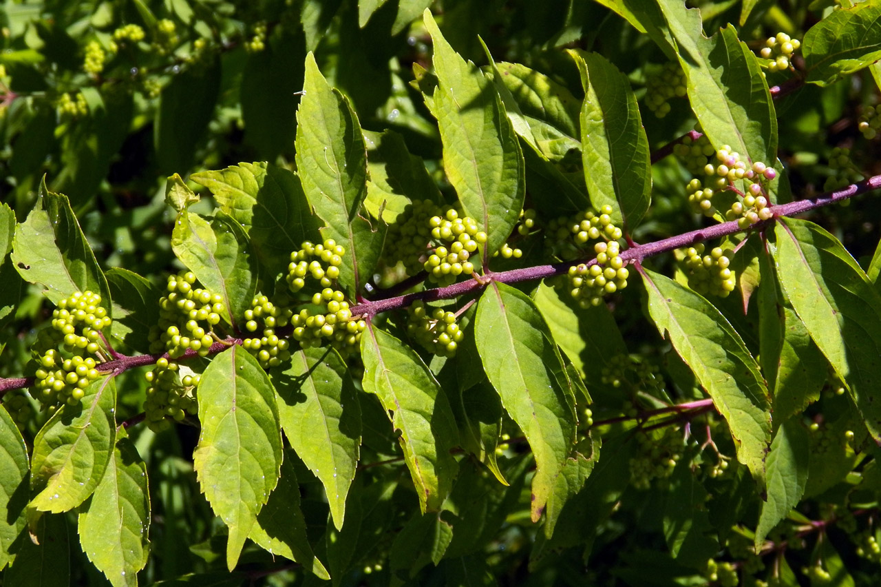 Image of genus Callicarpa specimen.