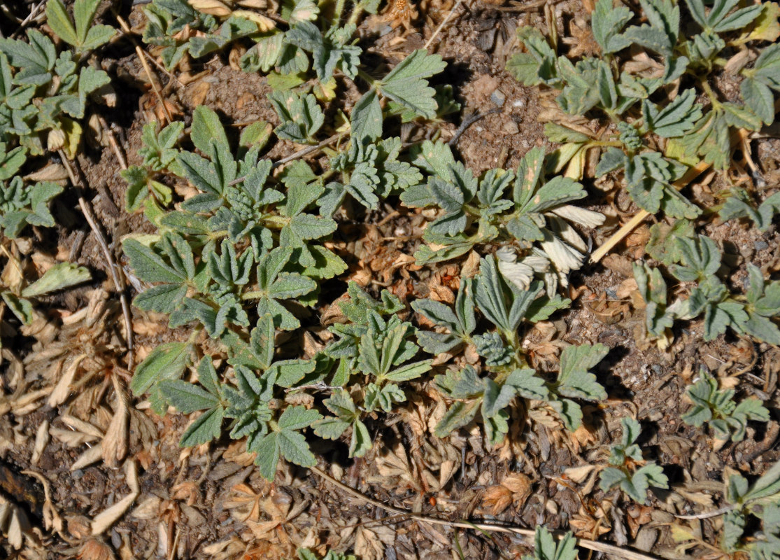 Image of Potentilla acaulis specimen.