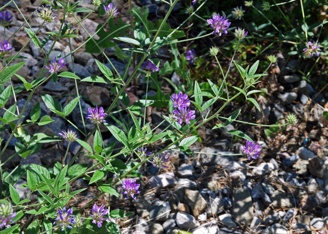 Image of Psoralea bituminosa ssp. pontica specimen.