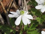 Anemone подвид kamtschatica