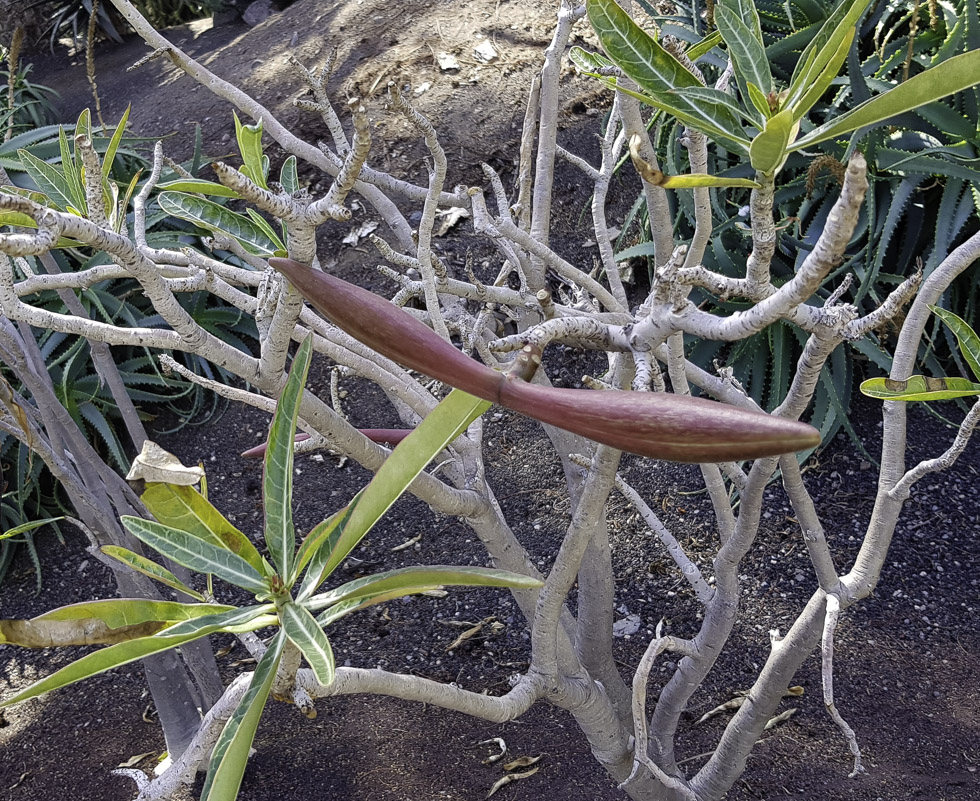 Image of Adenium obesum specimen.