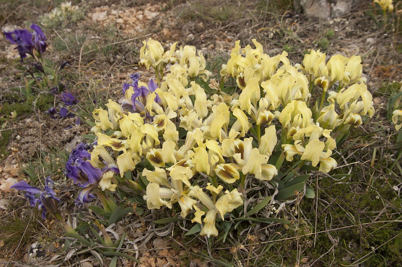 Image of Iris pumila specimen.