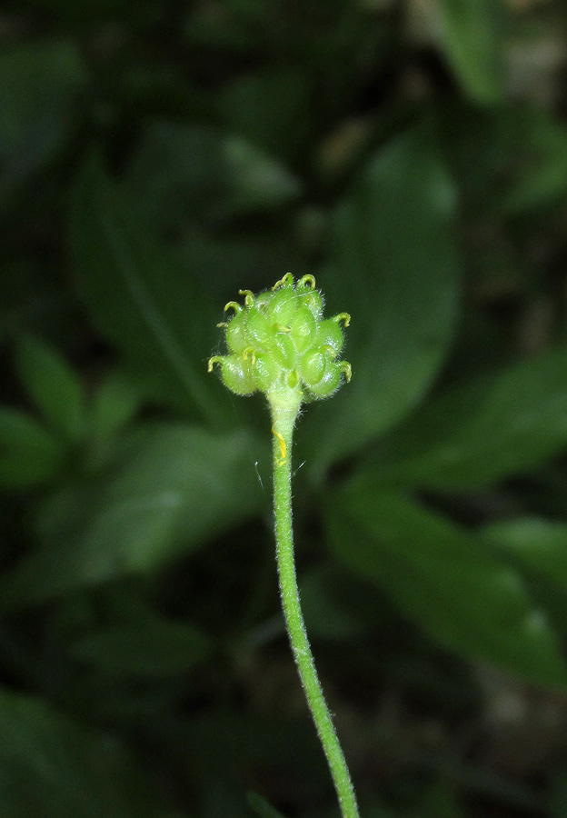 Image of Ranunculus auricomus specimen.