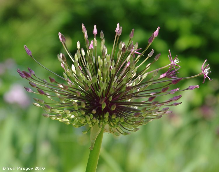 Image of Allium rosenbachianum specimen.