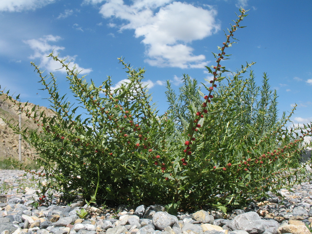 Image of Blitum virgatum specimen.