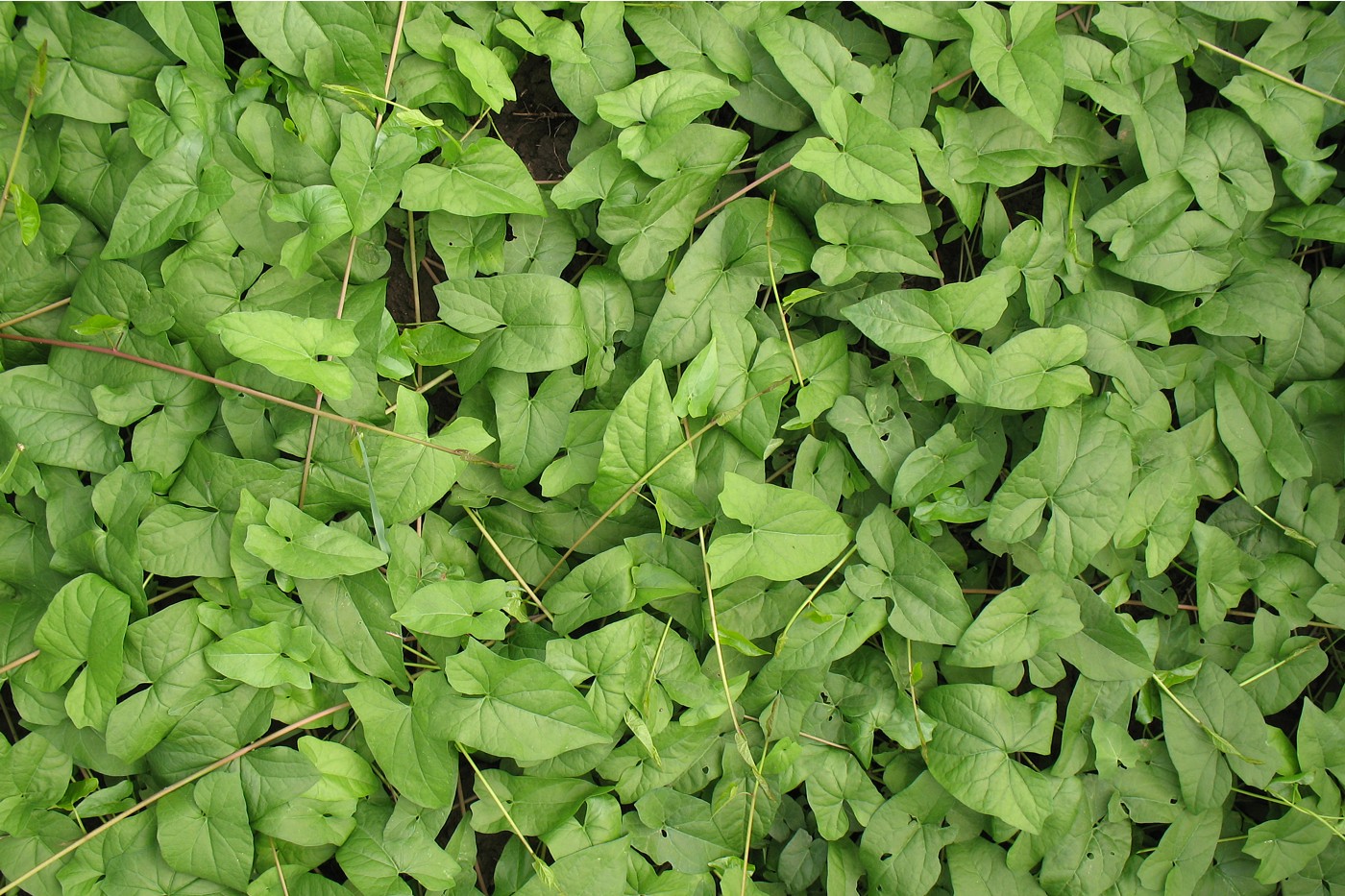 Изображение особи Calystegia sepium.