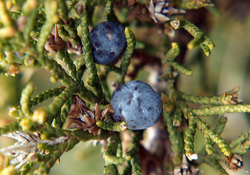 Image of Juniperus sabina specimen.