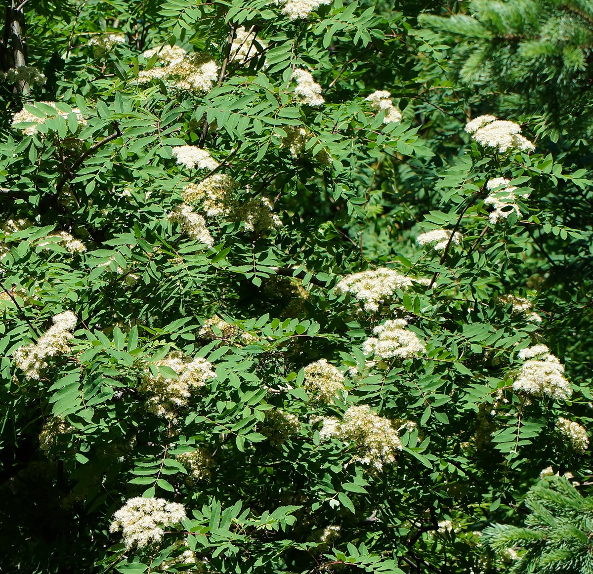 Изображение особи Sorbus aucuparia.