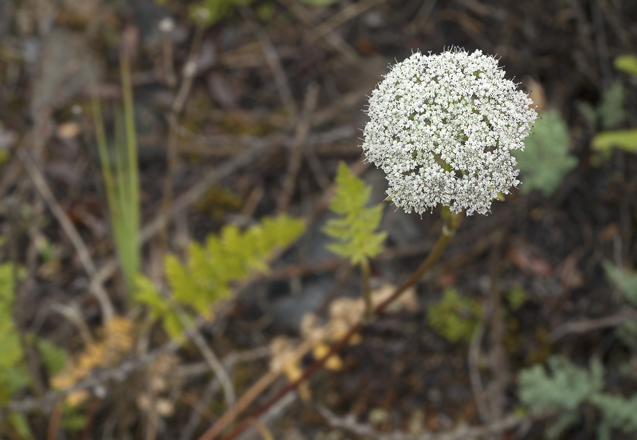 Image of Seseli condensatum specimen.