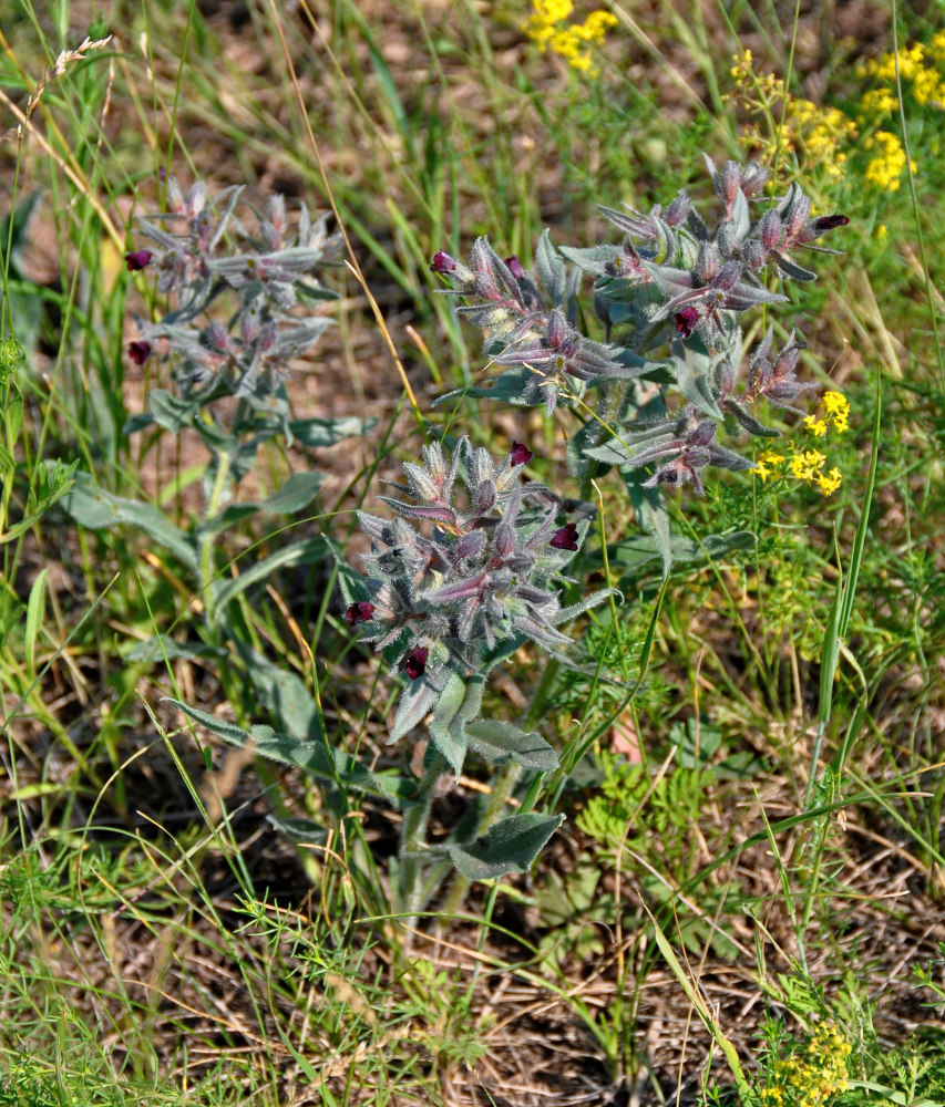 Image of Nonea rossica specimen.