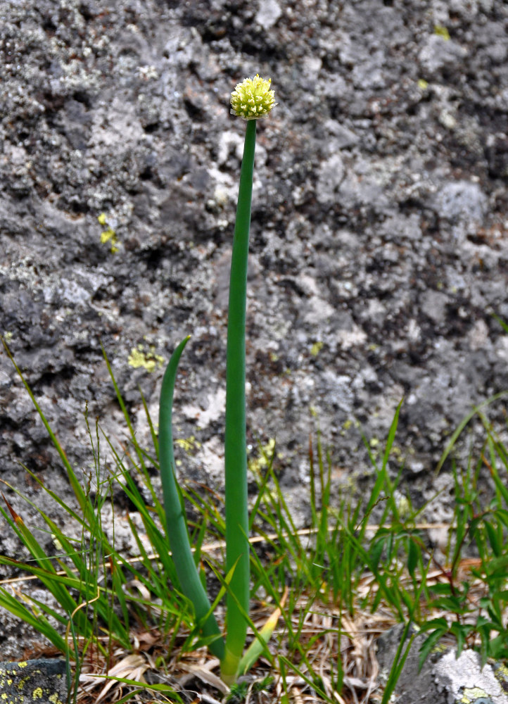 Image of Allium altaicum specimen.