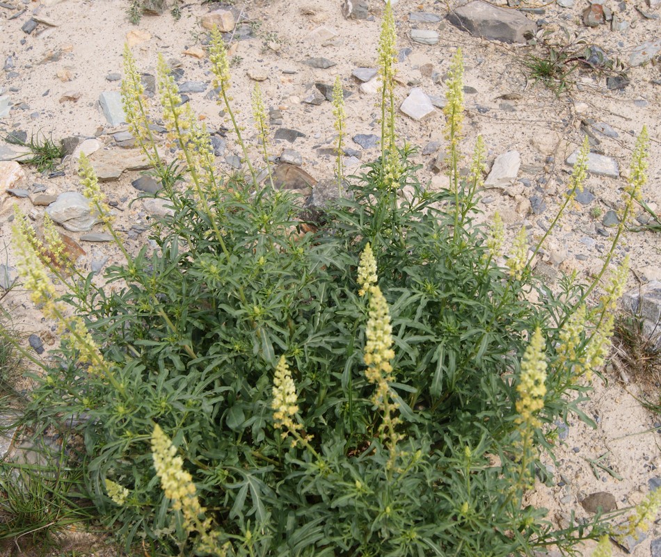 Image of Reseda lutea specimen.